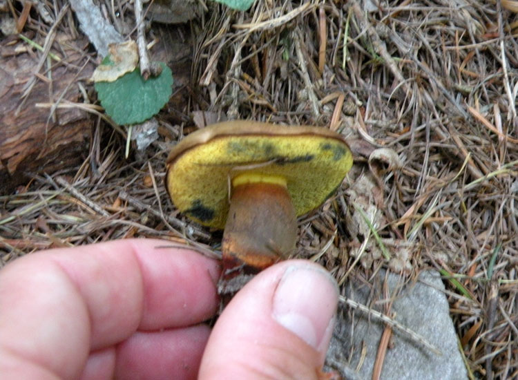 Due Boletaceae trentine